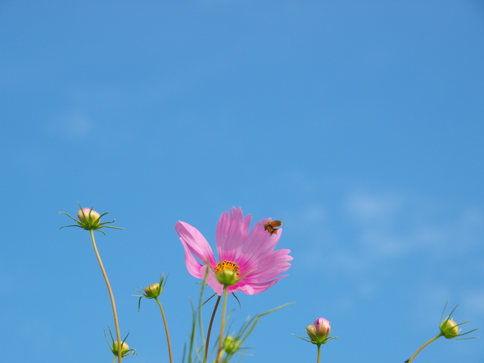 青空・秋桜_c0281841_13244749.jpg