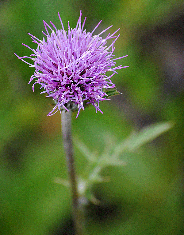 a0001354_2393191.gif