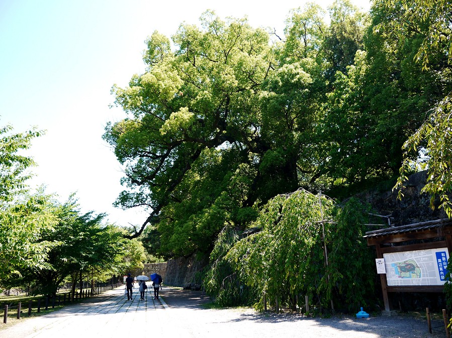 　　和歌山城公園にて_b0093754_2048384.jpg