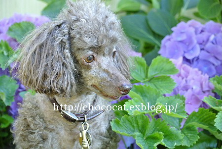  Chocolat and hydrangea_e0128367_9154770.jpg