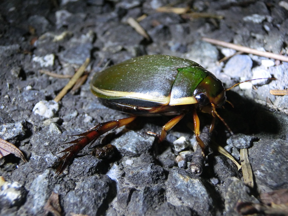 灯火に集まる甲虫　　ゲンゴロウなど。　2013.9.7長野県_a0146869_2133934.jpg