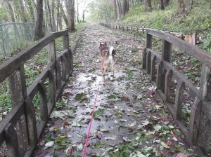台風18号通過直後の犬の散歩_e0148077_21381355.jpg