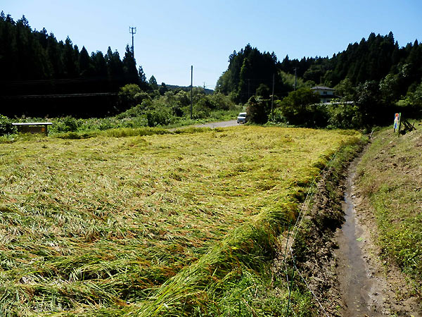 9月17日の田んぼ(月光原小・西根小)_d0247484_1434911.jpg