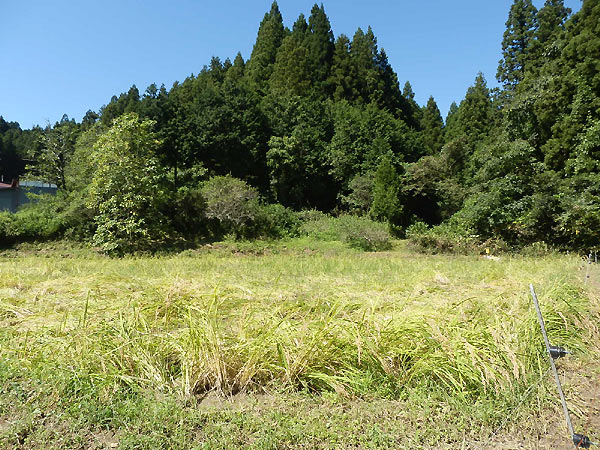 9月17日の田んぼ(月光原小・西根小)_d0247484_144216.jpg