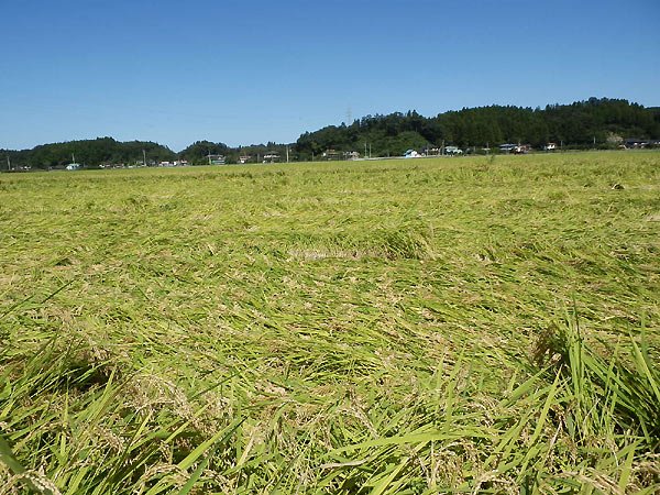 9月17日の田んぼ(緑ヶ丘小・北郷小)_d0247484_1453030.jpg