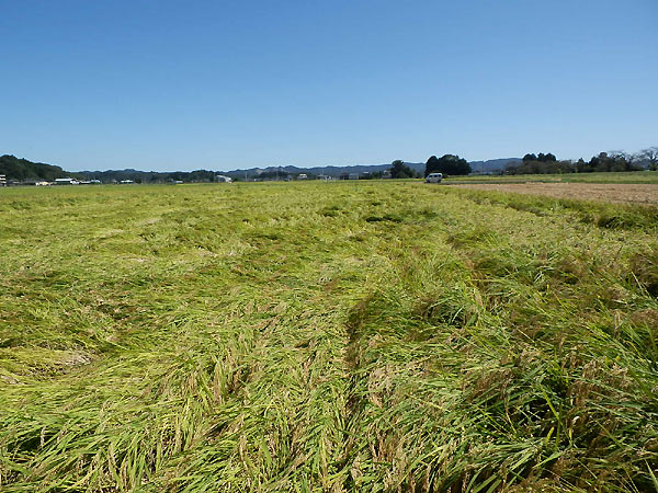 9月17日の田んぼ(緑ヶ丘小・北郷小)_d0247484_14532225.jpg