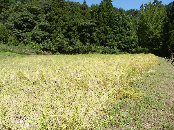 9月17日の田んぼ(月光原小・西根小)_d0247484_14581.jpg