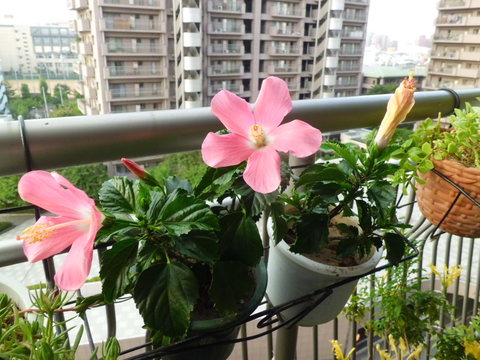 b0138985_16505160.jpg
