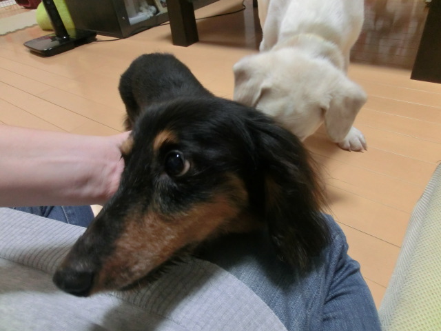 子犬の相手は疲れるワン_d0227686_619585.jpg