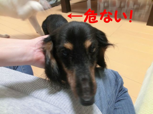 子犬の相手は疲れるワン_d0227686_62111100.jpg