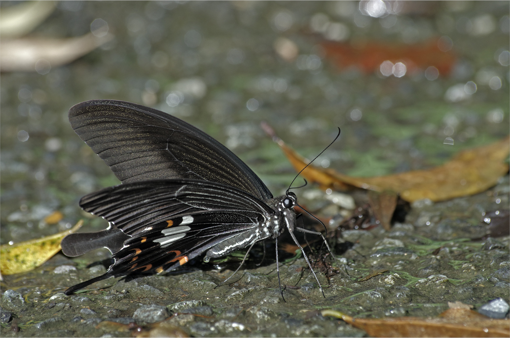 ●● 台風の置き土産・・・・・・・モンキアゲハの吸水 ●●_d0209988_1914463.jpg