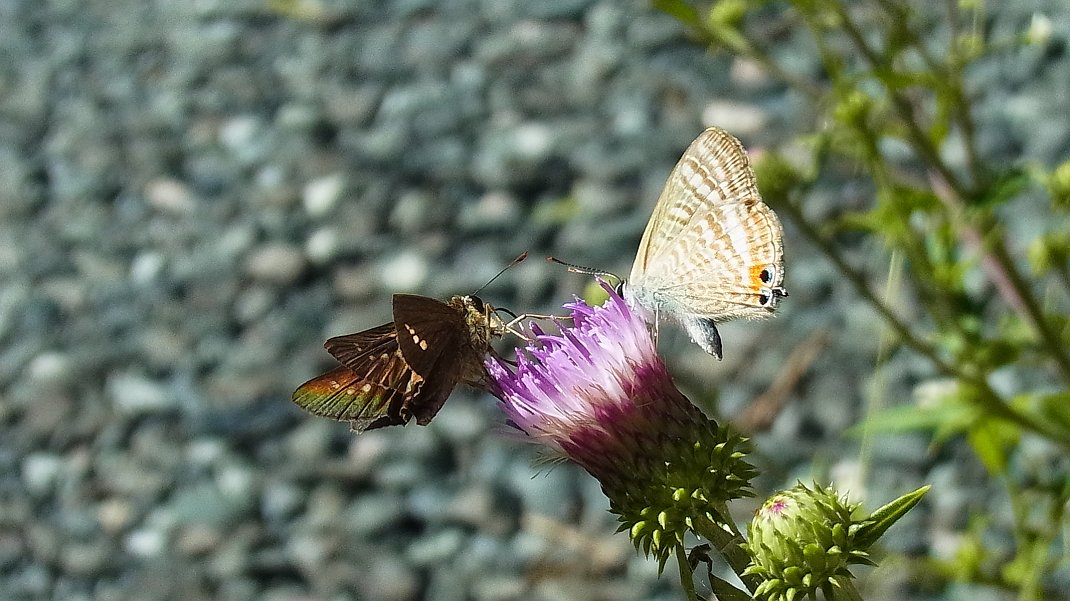 a0152692_18331890.jpg