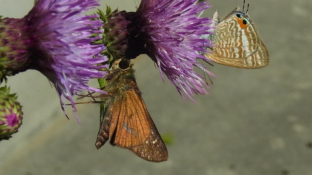a0152692_18333571.jpg