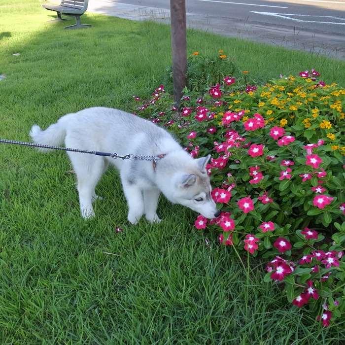 子犬　お友達めっけ_c0049299_167849.jpg