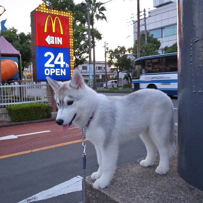 子犬　お友達めっけ_c0049299_1693466.jpg