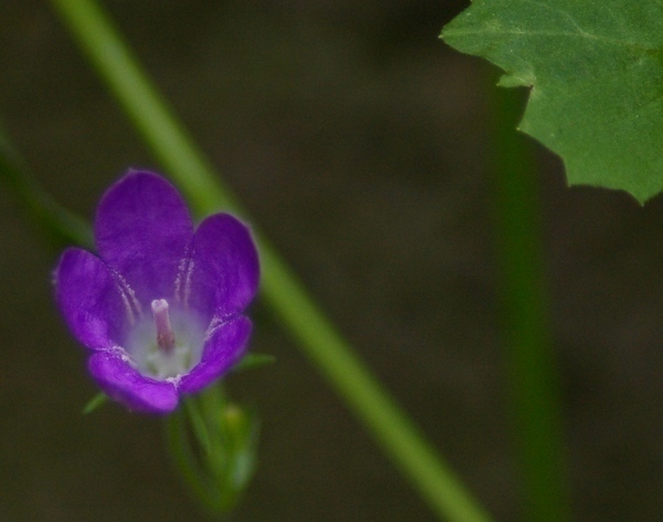 Mauer-Glockenblume（オトメギキョウ）2_b0303200_1963712.jpg