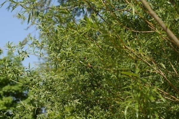 b0303200_2152782.jpg