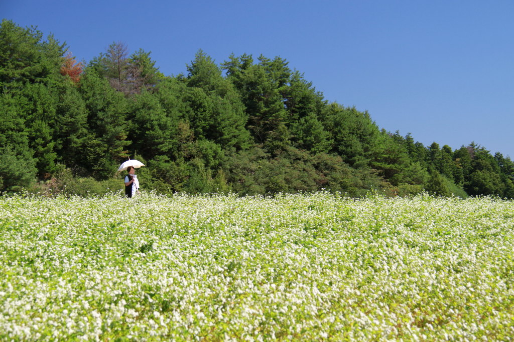 蕎麦の花_e0284800_1932739.jpg