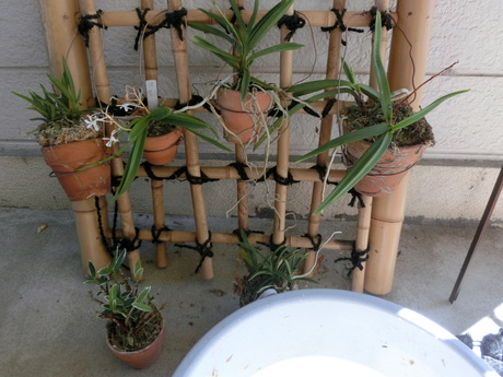 風蘭植え替え おしゃべりねこ 風蘭植え替え おしゃべりねこ