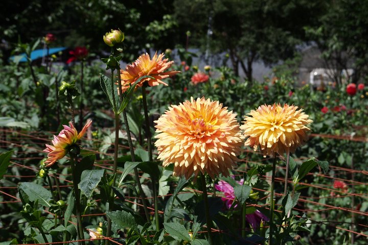a0268412_20362819.jpg