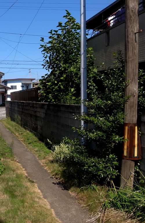 秋晴れ_f0150413_1717126.jpg