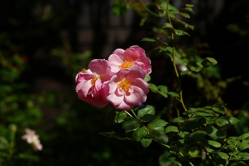 f0170524_821662.jpg