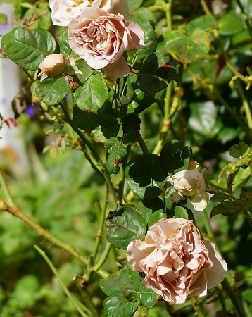 f0170524_8292450.jpg