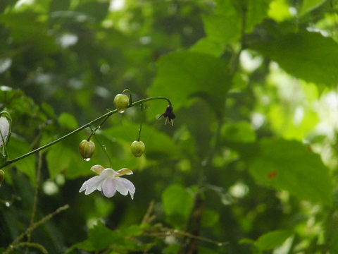 雨の蓮華升麻　〜８月25日(日)〜　その②_b0281732_16533363.jpg