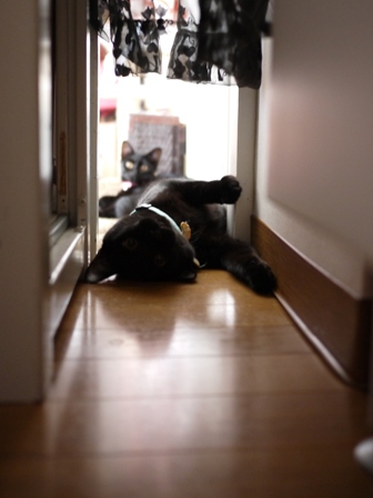 おはよっ猫 ぎゃぉすてぃぁら編。_a0143140_22302160.jpg