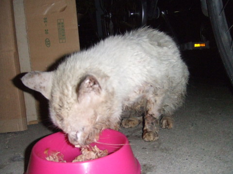 a0319840_1512450.jpg