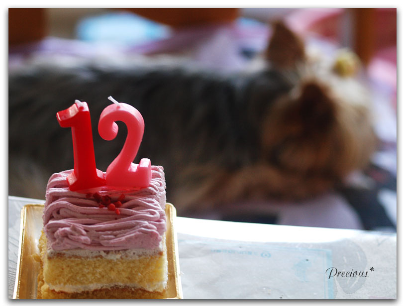 DOG PHOTO#77:YOU12才誕生日。_c0101341_2046068.jpg