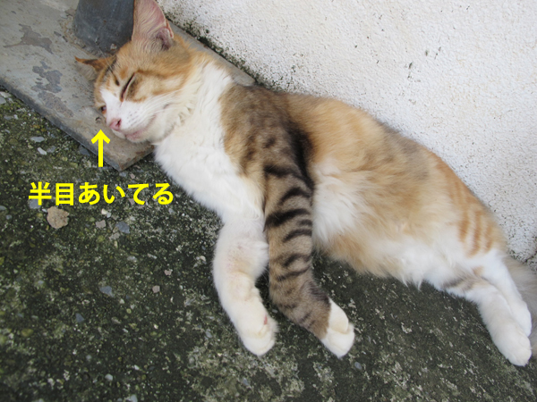 とある日のよしまる荘_b0158746_208095.jpg