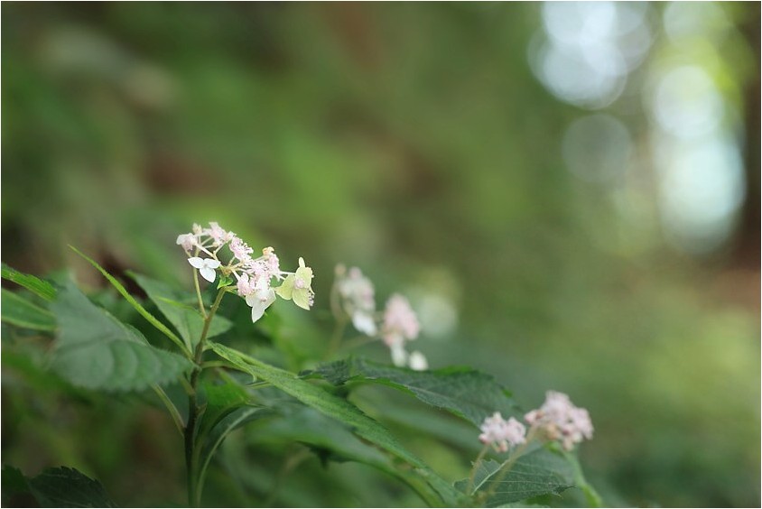 奥三河に咲く秋の野草　Ⅱ_e0091347_649667.jpg