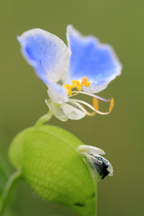 庭の花より_f0147858_22131879.jpg