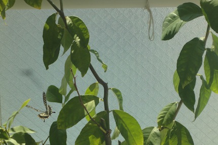 f0054859_9761.jpg