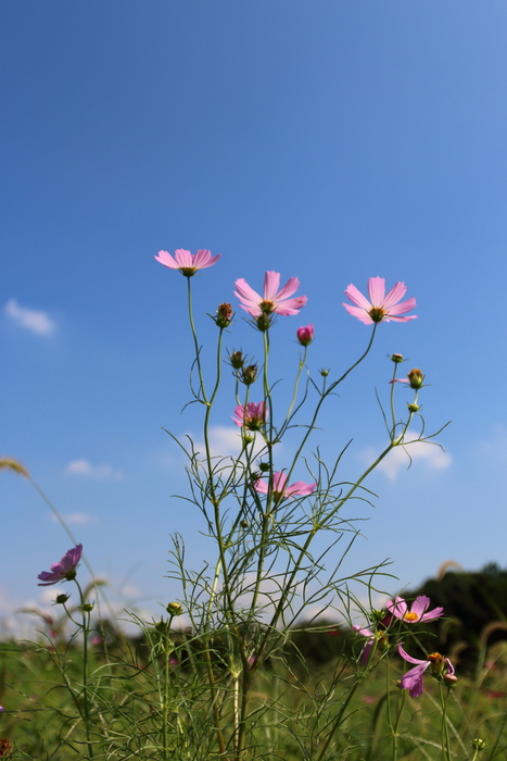 青空コスモス♪上を向いて～葛西臨海公園_d0152261_15125927.jpg