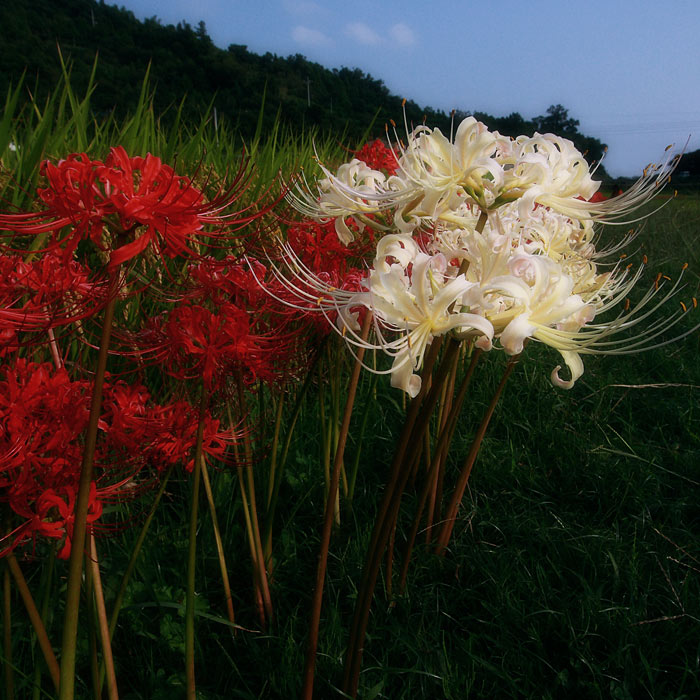 季節を告げる山野草-10_b0083462_1824508.jpg