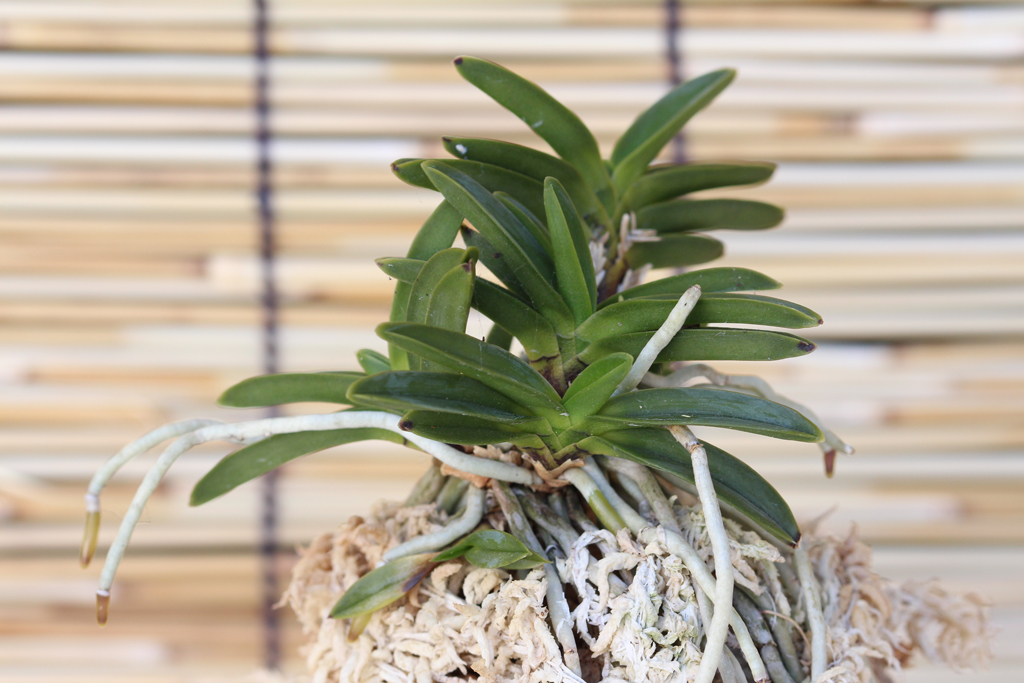 富貴蘭：鳳玉 : The blog of meraki