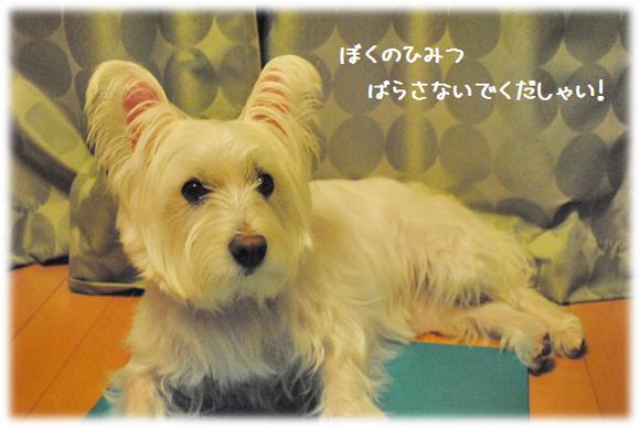 b0242873_815121.png