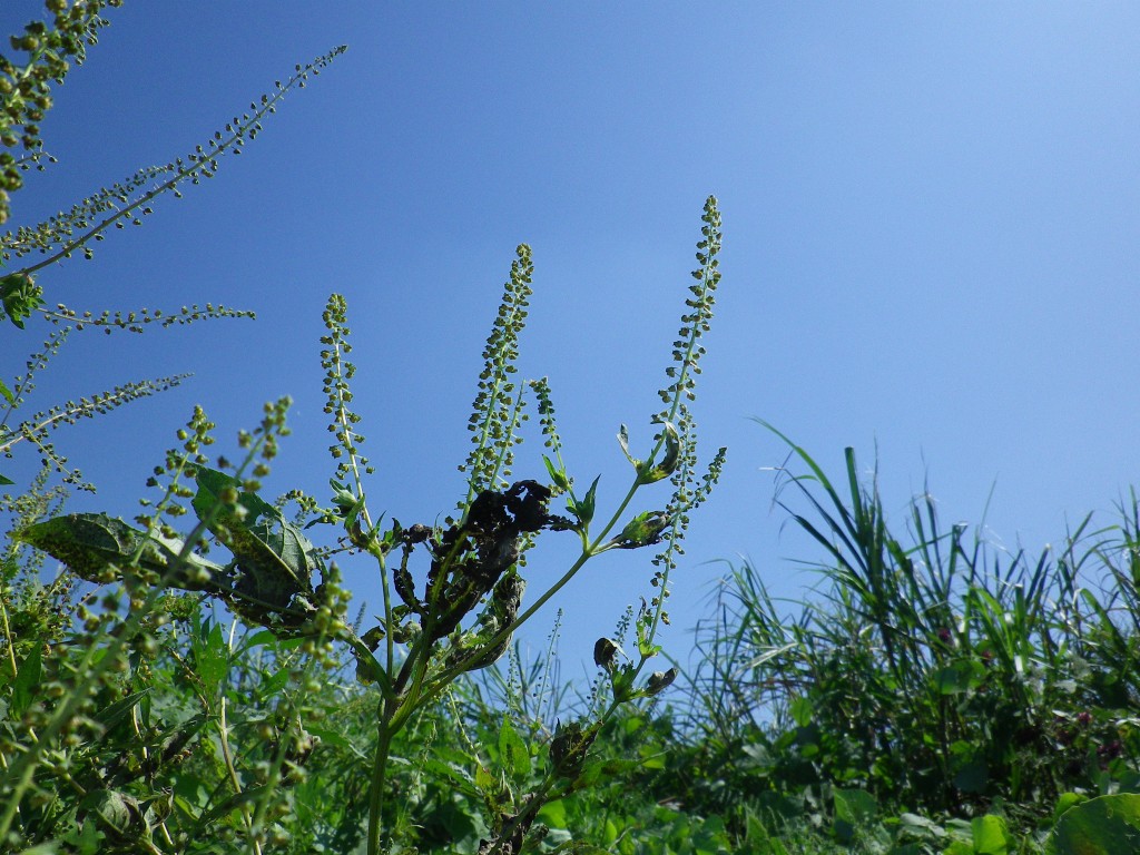 大豚草 オオブタクサ にも花が咲いて 自然風の自然風だより 大豚草 オオブタクサ にも花が咲いて 自然風の自然風だより