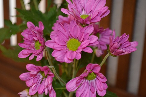 ピンクの菊 一種生け_d0230676_13345995.jpg