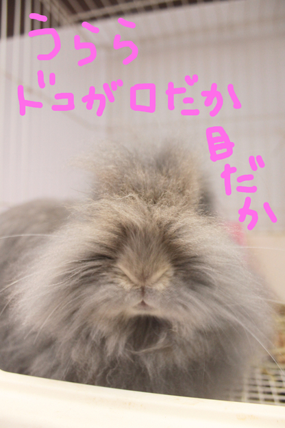らむ動物病院オールスターズ パート1_c0245679_12413365.jpg