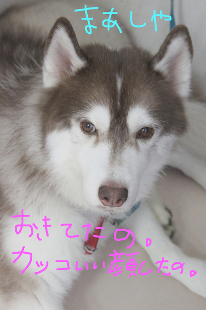 らむ動物病院オールスターズ パート1_c0245679_1243102.jpg