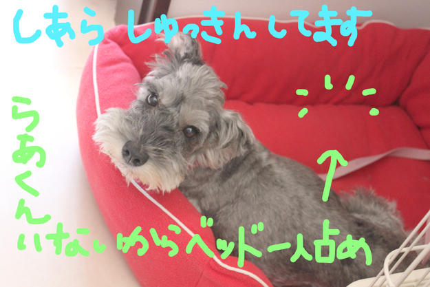 らむ動物病院オールスターズ パート1_c0245679_12434244.jpg