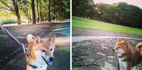 杢さんぽ・小金井公園。_d0160684_1634557.jpg