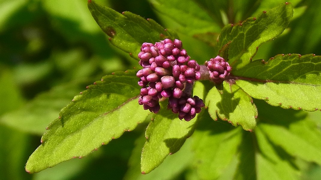 a0152692_18345135.jpg