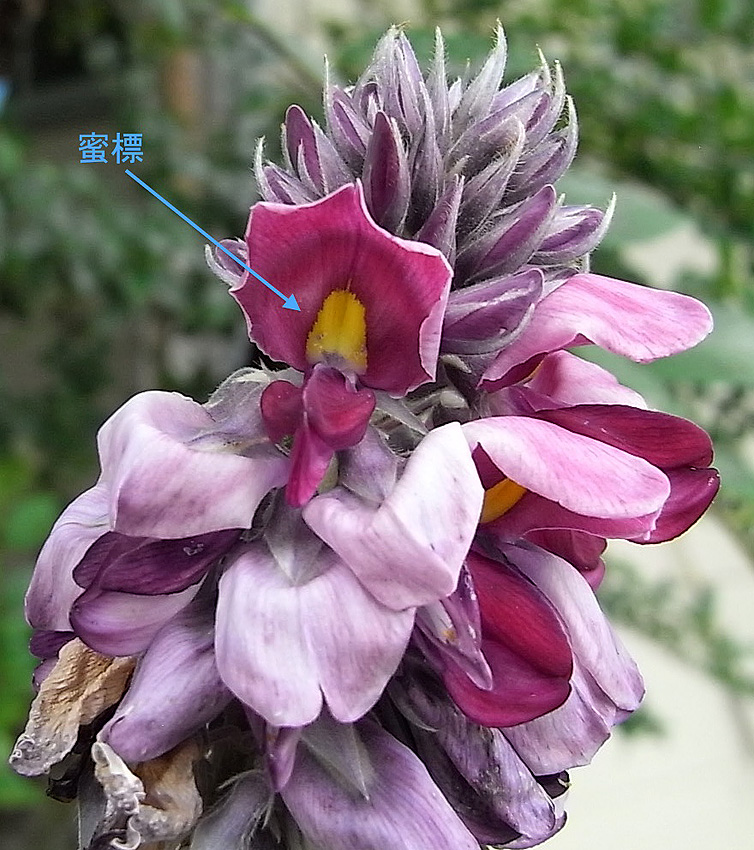 親愛なる そのへんの植物 13 クズの花 自然観察大学ブログ