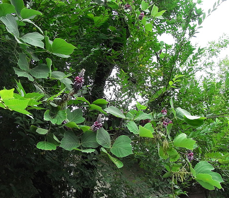 親愛なる、そのへんの植物-13 「クズの花」_d0163696_12391522.jpg