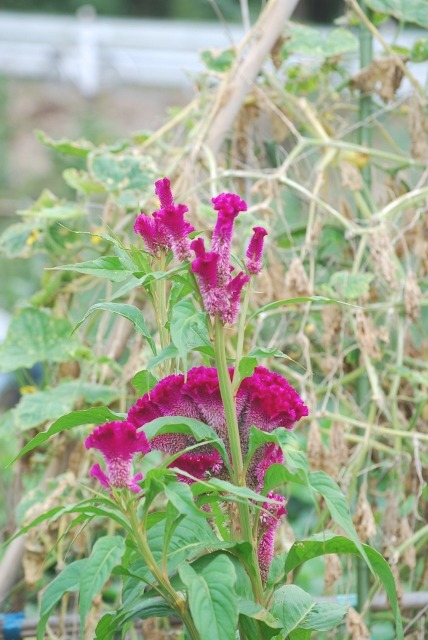 e0025300_21175419.jpg