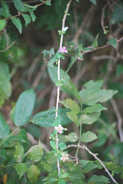 e0025300_2130995.jpg